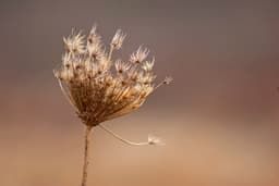 Florais e Folhagens